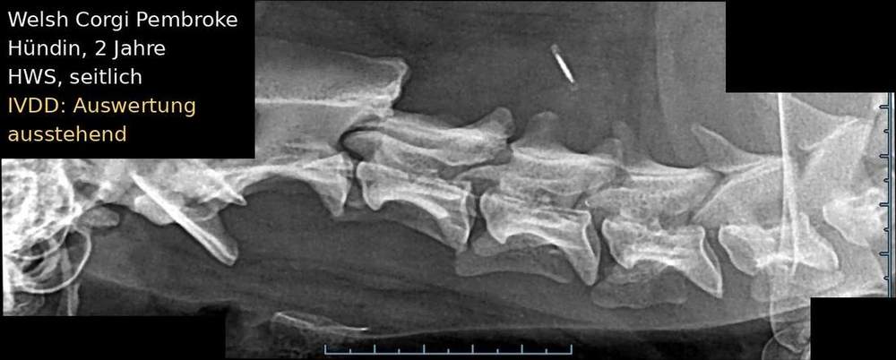 Röntgenaufnahme Welsh Corgi Pembroke: Halswirbelsäule (HWS), seitlich