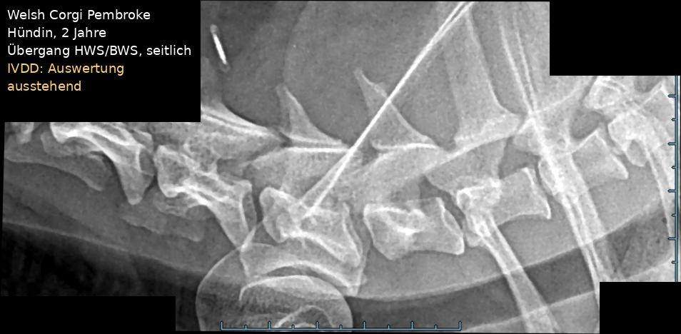 Röntgenaufnahme Welsh Corgi Pembroke: Übergang Hals- zu Brustwirbelsäule, seitlich
