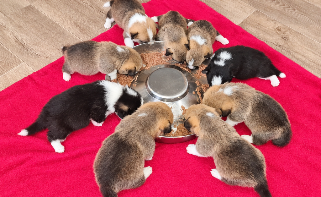Corgi-Welpen fressen gemeinsam am Futterring