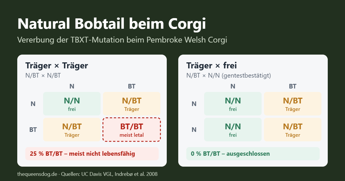 Natural Bobtail beim Corgi: Vererbungsschema der TBXT-Mutation für Träger × Träger und Träger × frei